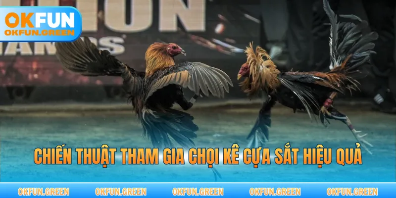 Chiến thuật tham gia chọi kê cựa sắt hiệu quả